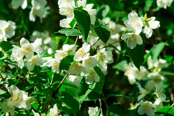 Branche de fleurs de Jasmin. Fleurs en gros plan dans un jardin. Fleurs de jasmin fleurissant sur le buisson dans la journée ensoleillée . — Photo