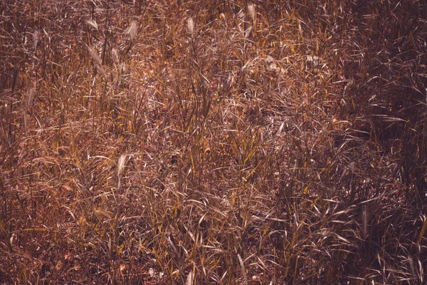 Vintage grass macro close up. Background of green grass stems. — Stock Photo, Image