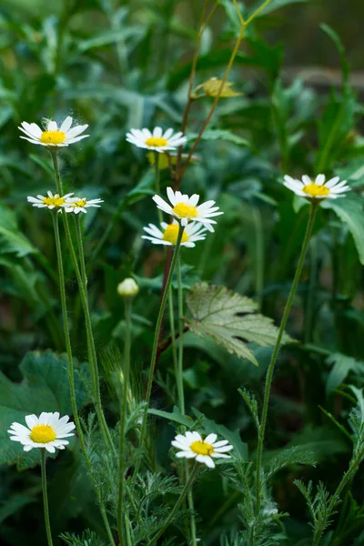 Camomile flower background. Fresh flowers of daisies in the garden. Bloom. Blooming field. — Stock Photo, Image