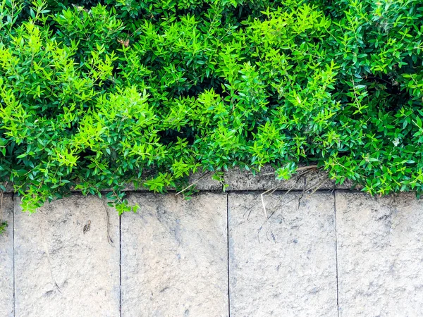Over the stone fence beautiful green  bushes. Close up shot. — Stock Photo, Image