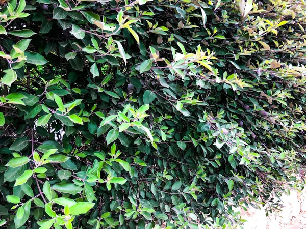 Lente groene struiken in Israël. Close-up shot — Stockfoto