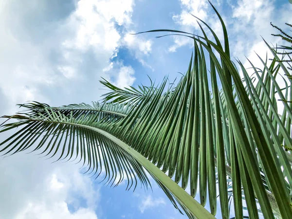 Palmera verde sobre fondo azul del cielo. Una sola hoja de palma. Fondo natural de la isla tropical . — Foto de Stock