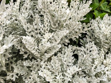 Dekoratif bitki beyaz renk. Atış kapatın.