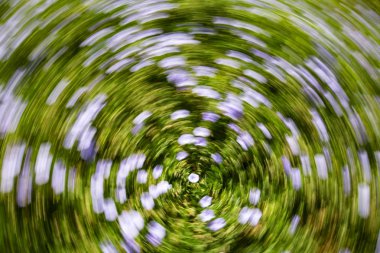 Soyut hareket bulanıklığı etkisi. Bulanık çiçekler bahar