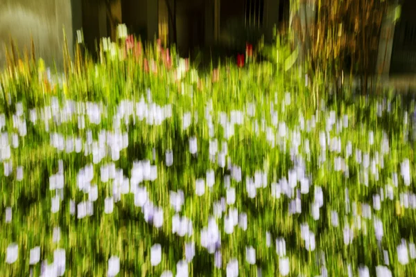 Efecto difuminado de movimiento abstracto. Flores borrosas de primavera —  Fotos de Stock