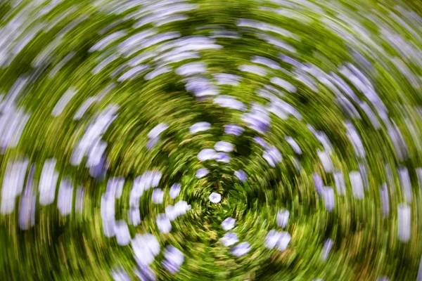 Soyut hareket bulanıklığı etkisi. Bulanık çiçekler bahar