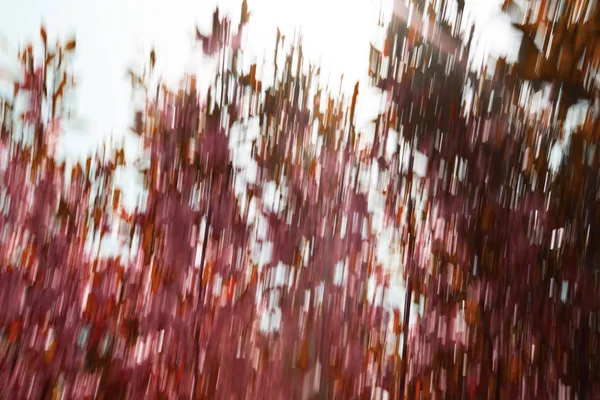 Efecto difuminado de movimiento abstracto. Árbol borroso de primavera —  Fotos de Stock