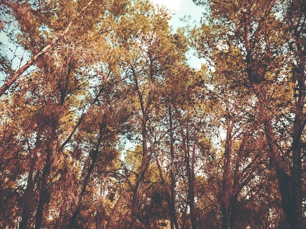 Vue à l'intérieur de la forêt sur les arbres. Les arbres poussent au milieu de la forêt — Photo