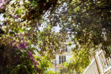 Soyut hareket bulanıklığı etkisi. Bulanık ağaç bahar