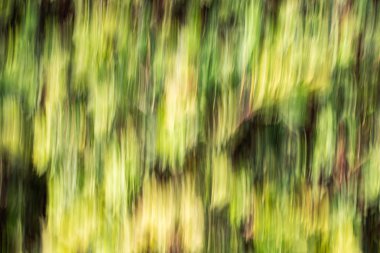 Soyut hareket bulanıklığı etkisi. Bulanık çiçekler bahar