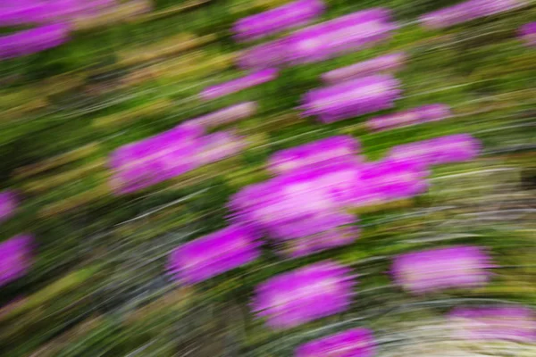 Efeito abstrato de borrão de movimento. Flores borradas de primavera — Fotografia de Stock