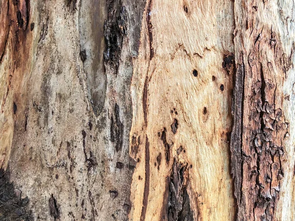 Prachtige oude boom in het park. Close-up van textuur achtergrond — Stockfoto