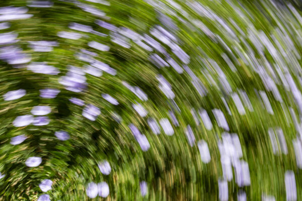 Абстрактный эффект размытия движения. Весенние размытые цветы
