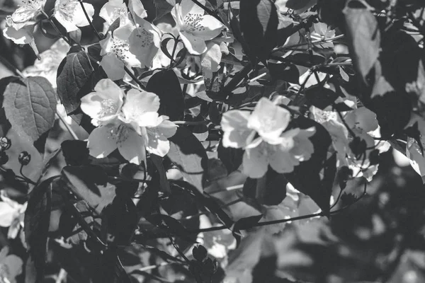 Rama de flores de jazmín. Flores de cerca en un jardín. Flores de jazmín floreciendo en los arbustos en el día soleado . —  Fotos de Stock