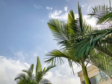 Mavi gökyüzü arka plan karşı tropikal palmiye ağacı. Alttan üste göster