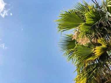 Mavi gökyüzü arka plan karşı tropikal palmiye ağacı. Alttan üste göster