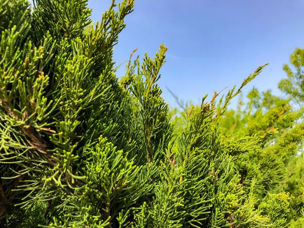 Green bushes against the sky background. Close up shot. — Stock Photo, Image