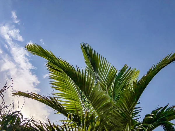 Mavi gökyüzü arka plan karşı tropikal palmiye ağacı. Alttan üste göster — Stok fotoğraf