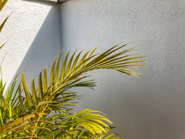 Beyaz bir duvar karşı bir bitkinin şube