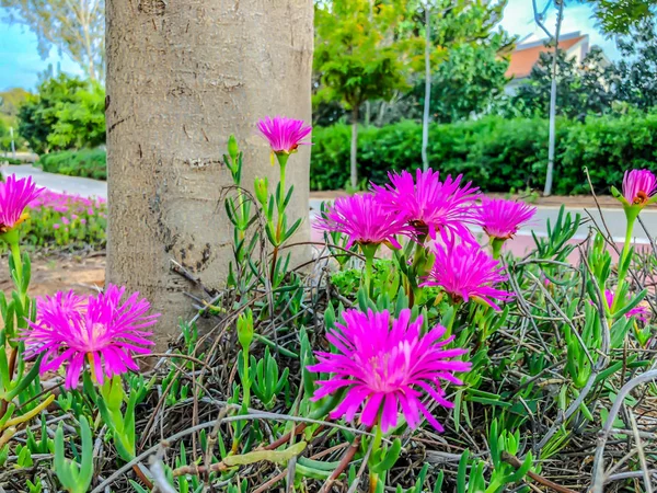 Fleurs de printemps en Israël. Gros plan . — Photo