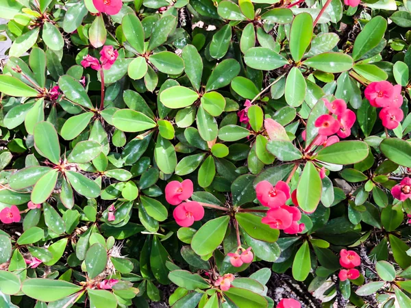 Bahar çiçekleri İsrail. Atış kapatın.