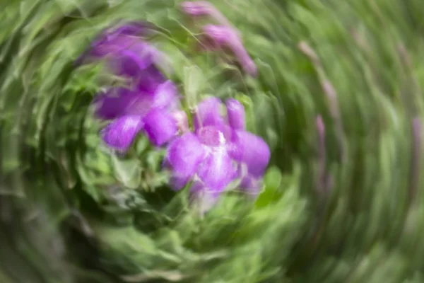 Efecto difuminado de movimiento abstracto. Flores borrosas de primavera . —  Fotos de Stock