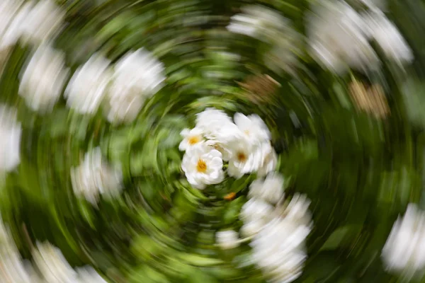 Absztrakt motion blur effekt. Homályos virágok tavasszal. — Stock Fotó