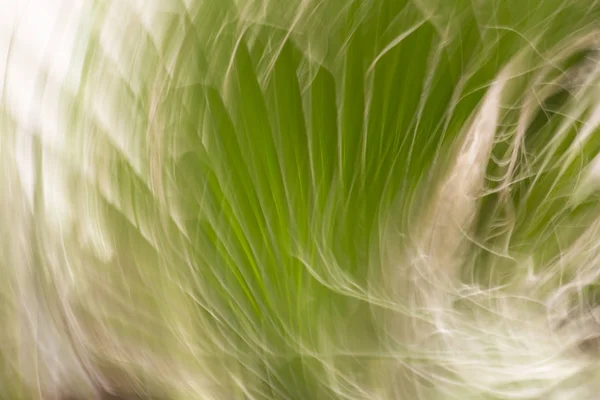 Abstrakte Bewegungsunschärfewirkung. Frühling verschwommene Blumen. — Stockfoto