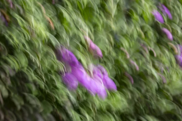 Efecto difuminado de movimiento abstracto. Flores borrosas de primavera . —  Fotos de Stock