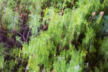 Soyut hareket bulanıklığı etkisi. Bulanık çiçekler bahar