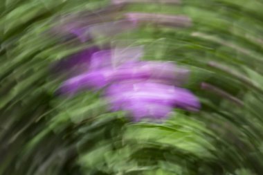 Soyut hareket bulanıklığı etkisi. Bulanık çiçekler bahar.