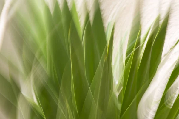 Efecto difuminado de movimiento abstracto. Flores borrosas de primavera —  Fotos de Stock