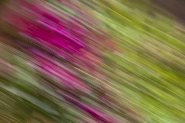 Abstrakta rörelseoskärpa effekt. Suddig vårblommor. — Stockfoto