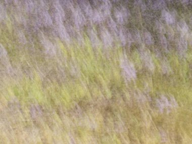 Soyut hareket bulanıklığı etkisi. Bulanık çiçekler bahar.