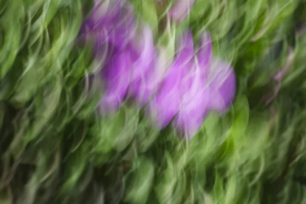 Abstract motion blur effect. Spring blurred flowers.