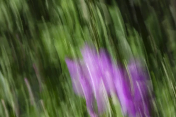 Efecto difuminado de movimiento abstracto. Flores borrosas de primavera . — Foto de Stock