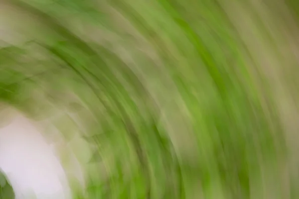 Efeito abstrato de borrão de movimento. Folhas borradas de primavera — Fotografia de Stock