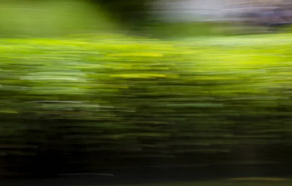 Abstract motion blur effect. Spring blurred leaves