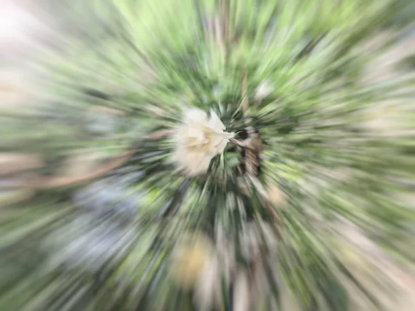 Tavaszi Virágok Homályos Absztrakt Motion Blur Effekt — Stock Fotó