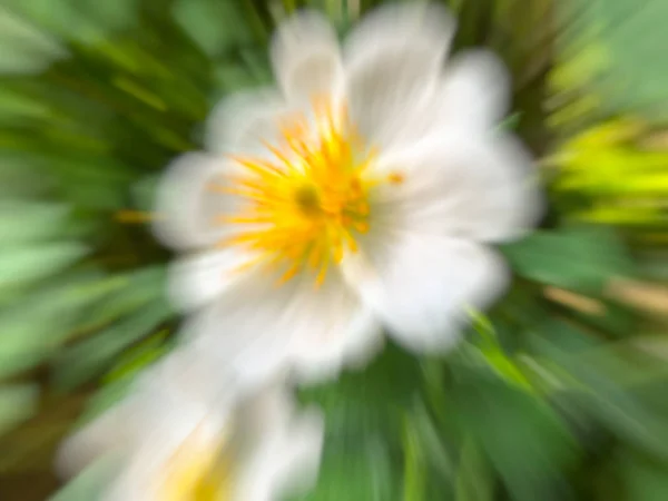 Flores borradas de primavera. Abstrato efeito borrão movimento . — Fotografia de Stock