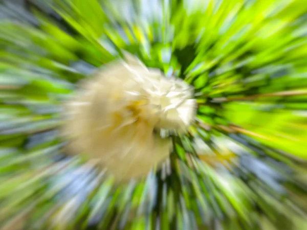 Spring blurred flowers. Abstract motion blur effect. — Stock Photo, Image