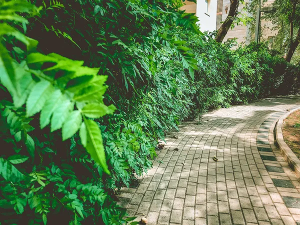 Park yolu çiçek açması çalıların yanındaki taş çini ile kaplı