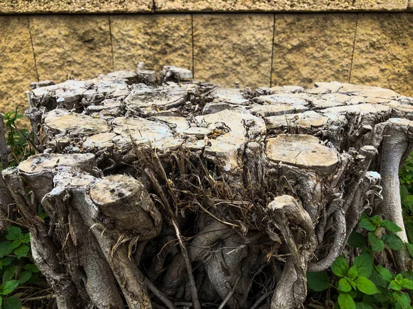 Un viejo muñón. Fondo de textura de madera marrón con anillos anuales de árbol viejo que muestran anillos de crecimiento. Primer plano . —  Fotos de Stock