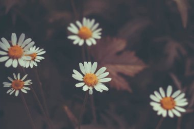Papatya çiçek arka plan. Papatya bahçesinde taze çiçekler. Bloom. Çiçek açan alan.