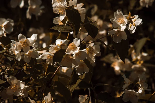 De vertakking van de jasmijn bloem. Close-up bloemen in een tuin. Jasmijn bloemen bloeien op bush in de zonnige dag. — Stockfoto