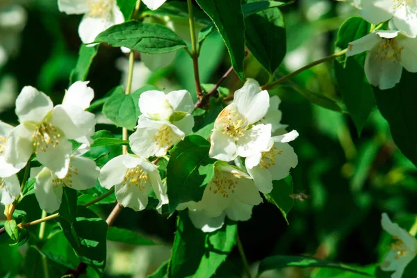 Branche de fleurs de Jasmin. Fleurs en gros plan dans un jardin. Fleurs de jasmin fleurissant sur le buisson dans la journée ensoleillée . — Photo