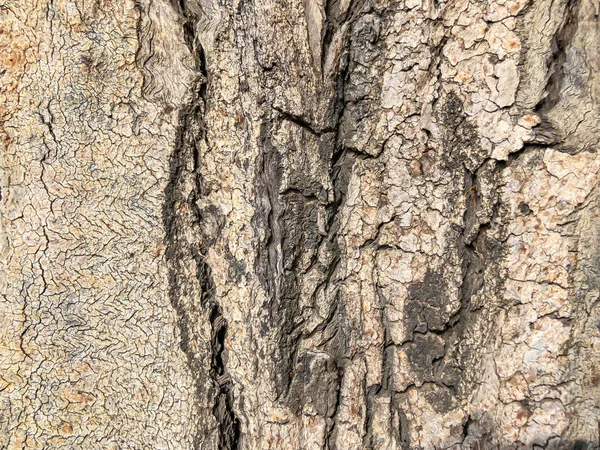 Güzel eski ağaç parkta. Doku arka görünümü kapatmak — Stok fotoğraf