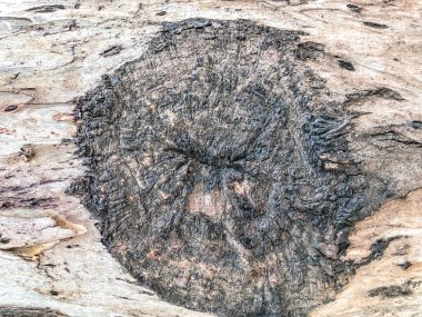 Güzel eski ağaç parkta. Doku arka görünümü kapatmak