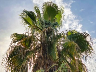 Mavi gökyüzü arka plan karşı tropikal palmiye ağacı. Alttan üste göster
