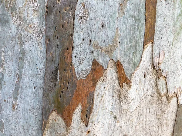 Прекрасне старе дерево в парку. Текстура тла крупним планом — стокове фото